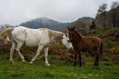 Horses standing in a field