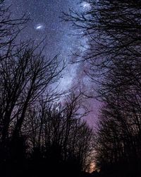 Low angle view of bare trees at night