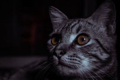 Close-up portrait of a cat