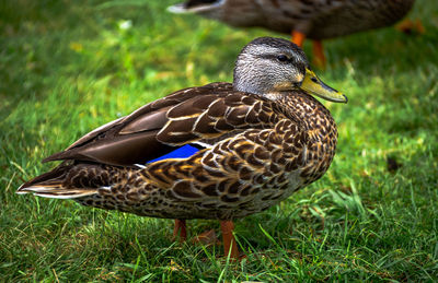 Close-up of a bird on the grass