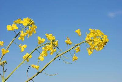 Low angle view of yellow flowering plant against clear blue sky