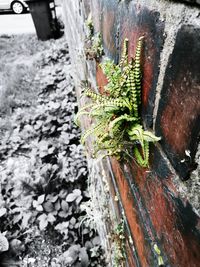 Plants growing on wooden wall