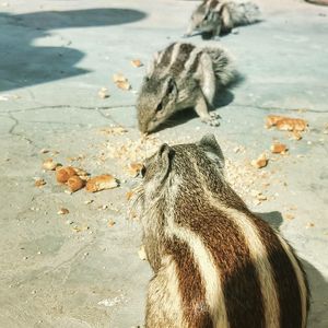 animal themes