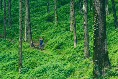 Man walking in forest