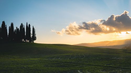 View of cipressi of san quirico d'orcia and landscape at sunset