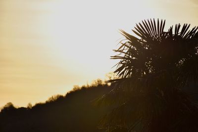 Low angle view of silhouette palm trees against sky during sunset