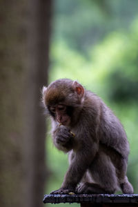 Monkey sitting on looking away