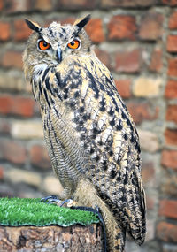 Close-up of owl perching on wall