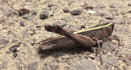 Close-up of lizard on rock