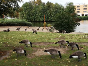 Flock of birds in the lake