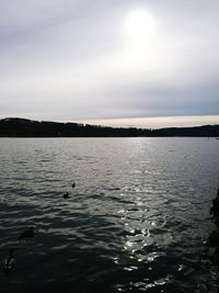 Swan swimming in lake against sky during sunset