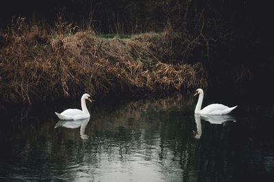 Swans swimming on lake