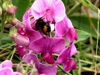 Close-up of bee on pink flower