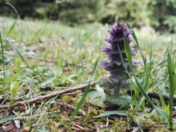 Close-up of purple crocus on field