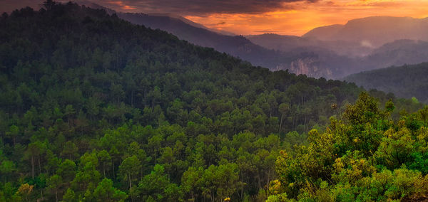 Scenic view of forest against sky during sunset