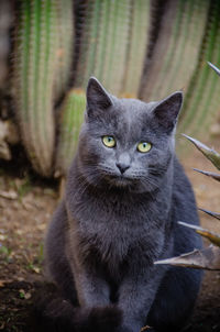 Portrait of cat sitting outdoors