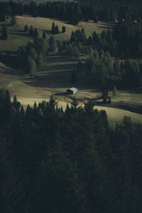 High angle view of trees on field