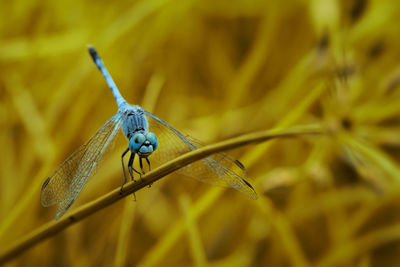 Close-up of dragonfly on plant