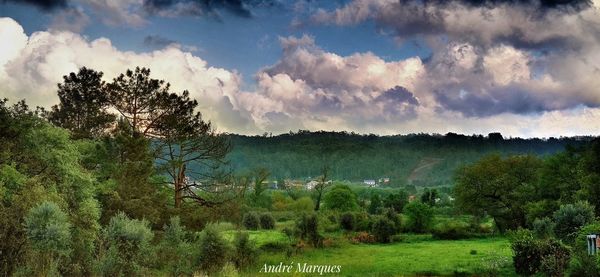 Panoramic shot of trees on field against sky