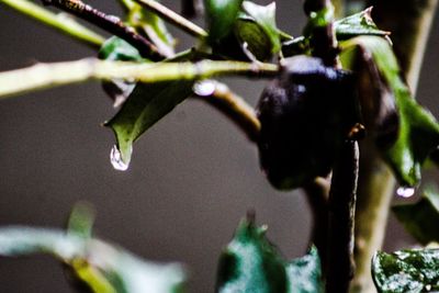 Close-up of insect on plant