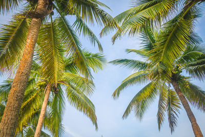 Low angle view of palm trees against sky