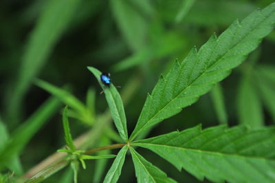 Close-up of insect on plant