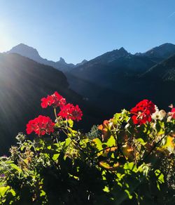 Red flowering plants against mountains and clear sky