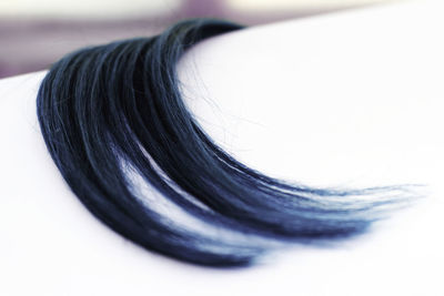 Close-up of hair against white background