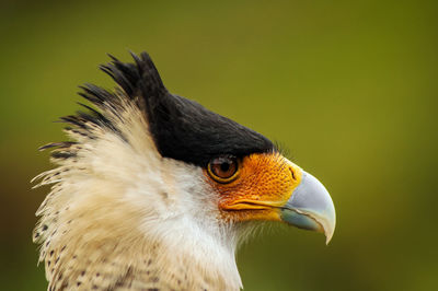 Side view of crested caracara