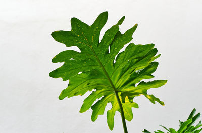 Close-up of fresh green leaves against white background