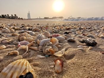 Burj al arab and seashells