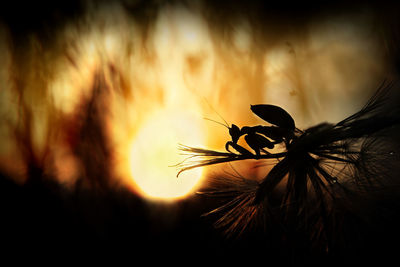 Close-up of silhouette plant against orange sky