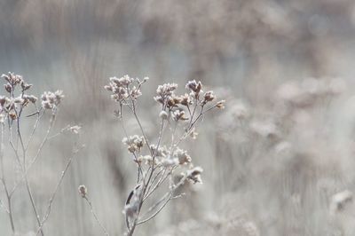 Close-up of plant against blurred background