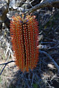 Close-up of red flower on field