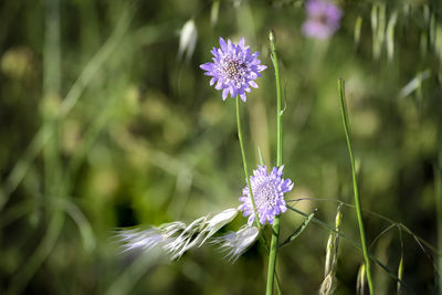 Close-up of purple flowering plant on field