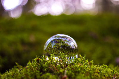 Close-up of crystal ball on forest 