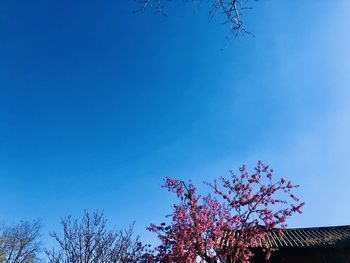 Low angle view of flowering plant against blue sky