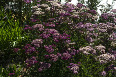 Close-up of pink flowering plants in garden