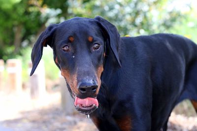 Close-up of black dog