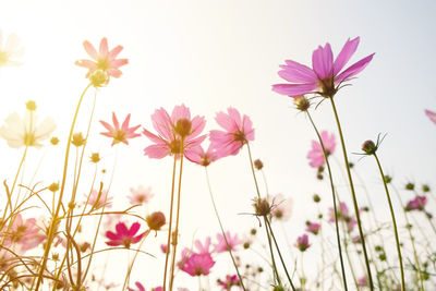 Close-up of pink cosmos flowers on field