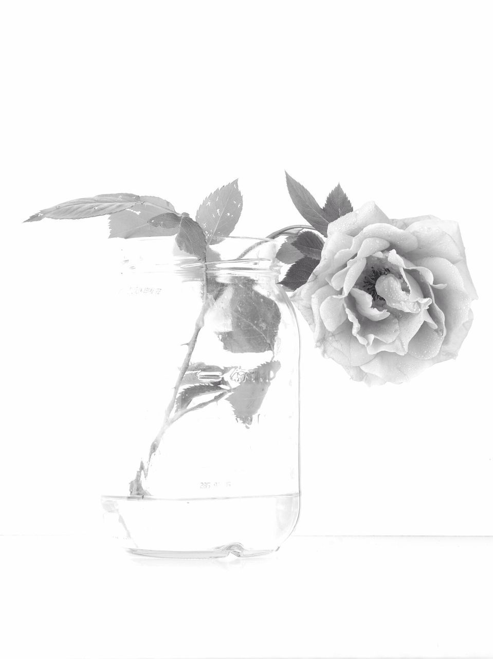 studio shot, white background, still life, close-up, copy space, single object, art and craft, flower, cut out, freshness, creativity, fragility, no people, art, high angle view, ideas, indoors, white color, two objects, table