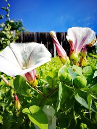 Close-up of flowers blooming outdoors