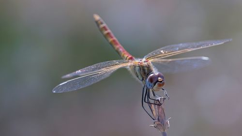 Close-up of dragonfly pollinating on flower