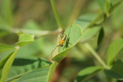 Close-up of insect on leaf