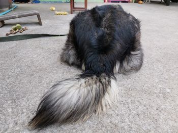 High angle view of a dog