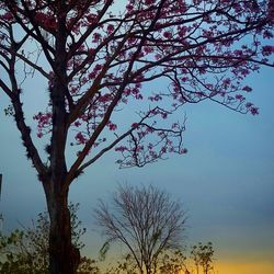 Low angle view of bare trees against sky