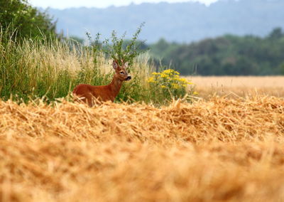 Deer in a field