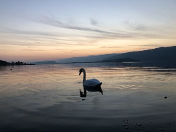 Silhouette ducks swimming in lake during sunset