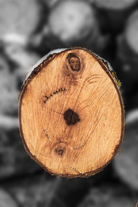 Close-up of log on tree