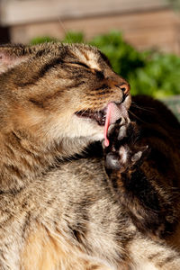 Close-up of cat yawning